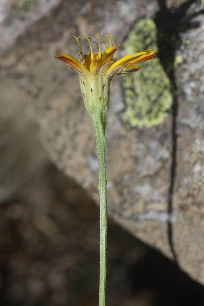 Liondent d'automne Scorzoneroides autumnalis (L.) Moench, 1794