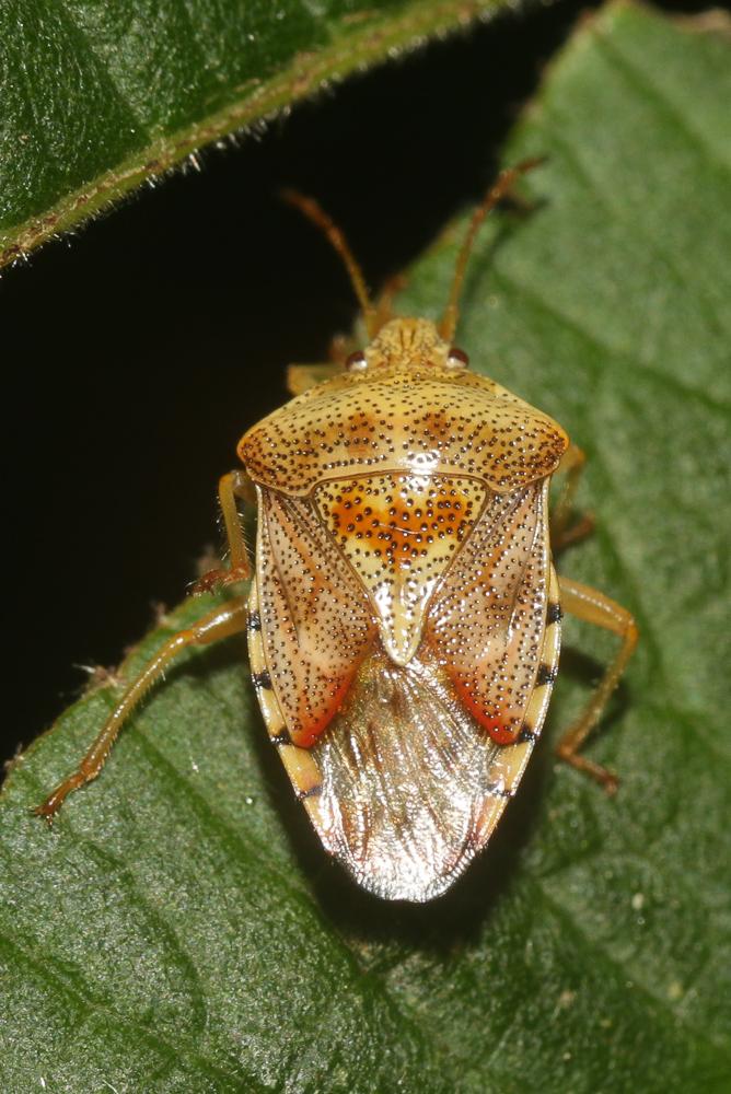 Elasmucha sociale, Punaise du bouleau Elasmucha grisea (Linnaeus, 1758)