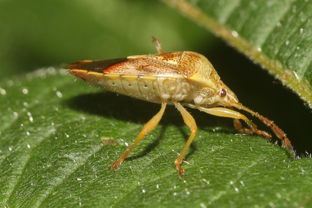 Elasmucha sociale, Punaise du bouleau Elasmucha grisea (Linnaeus, 1758)