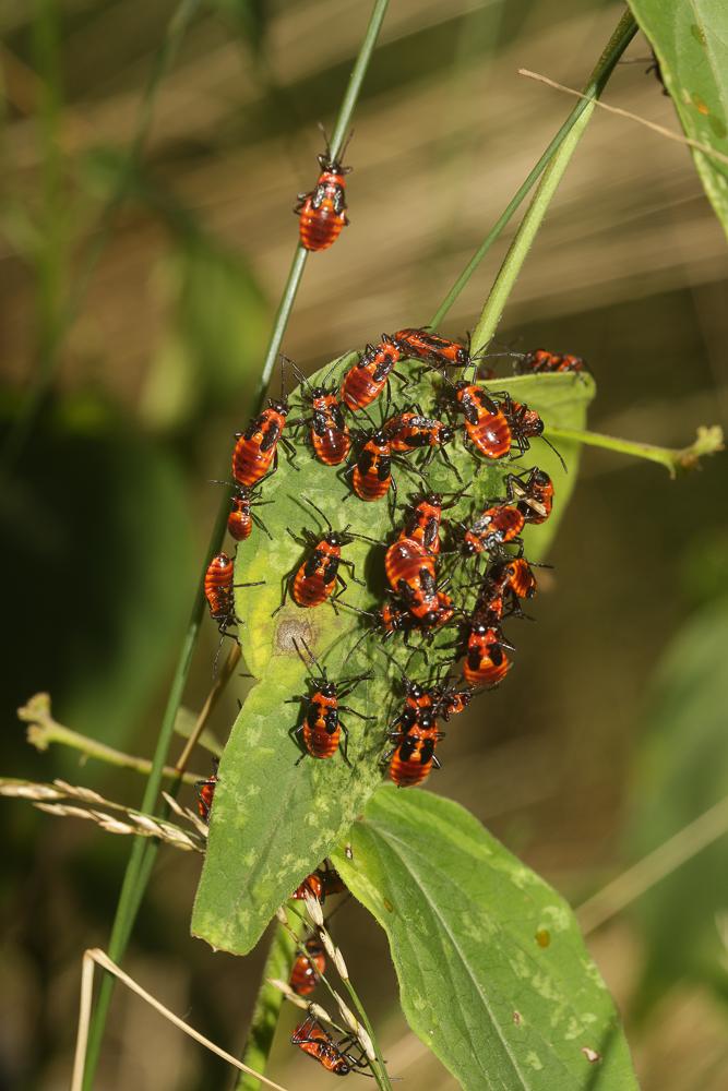 Tropidothorax leucopterus (Goeze, 1778)
