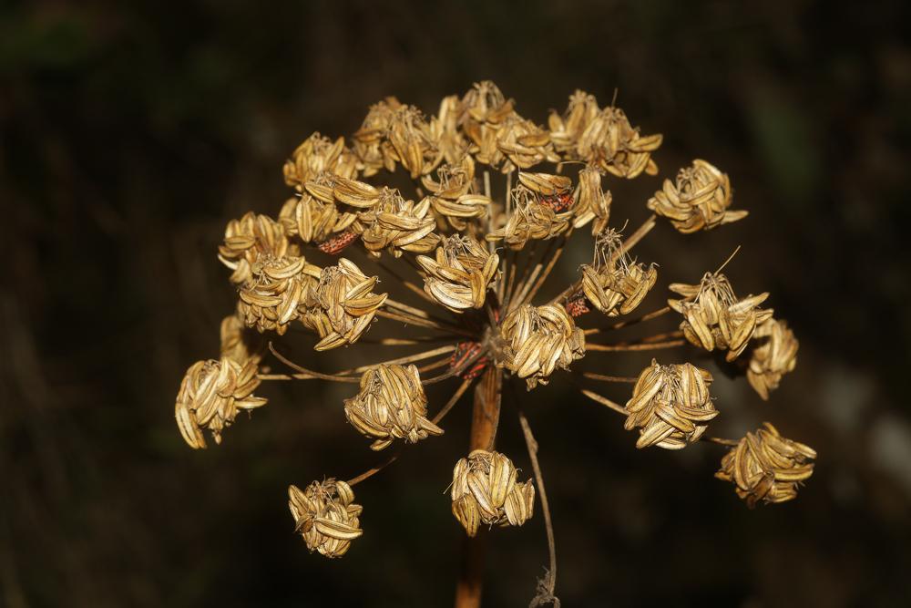 Moloposperme du Péloponnèse Molopospermum peloponnesiacum (L.) W.D.J.Koch, 1824