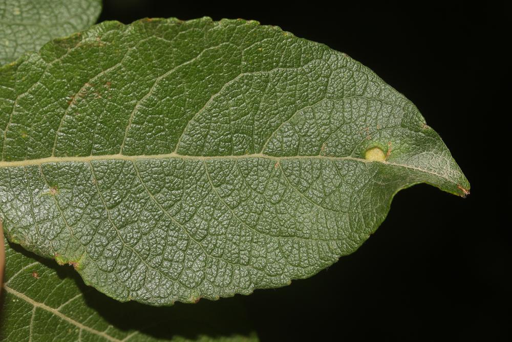 Euura brevicornis (Förster, 1854)