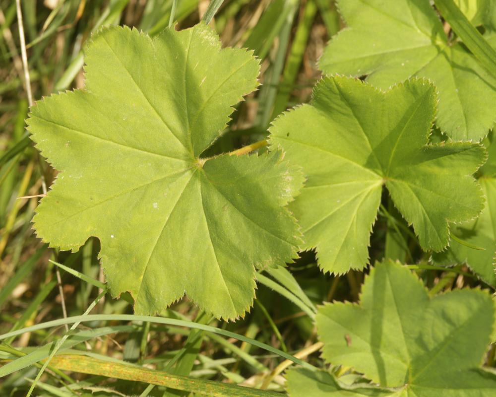 Alchémille vert jaune, Alchémille commune, Alchémi Alchemilla xanthochlora Rothm., 1937