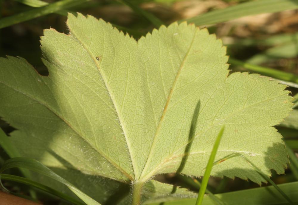 Alchémille vert jaune, Alchémille commune, Alchémi Alchemilla xanthochlora Rothm., 1937