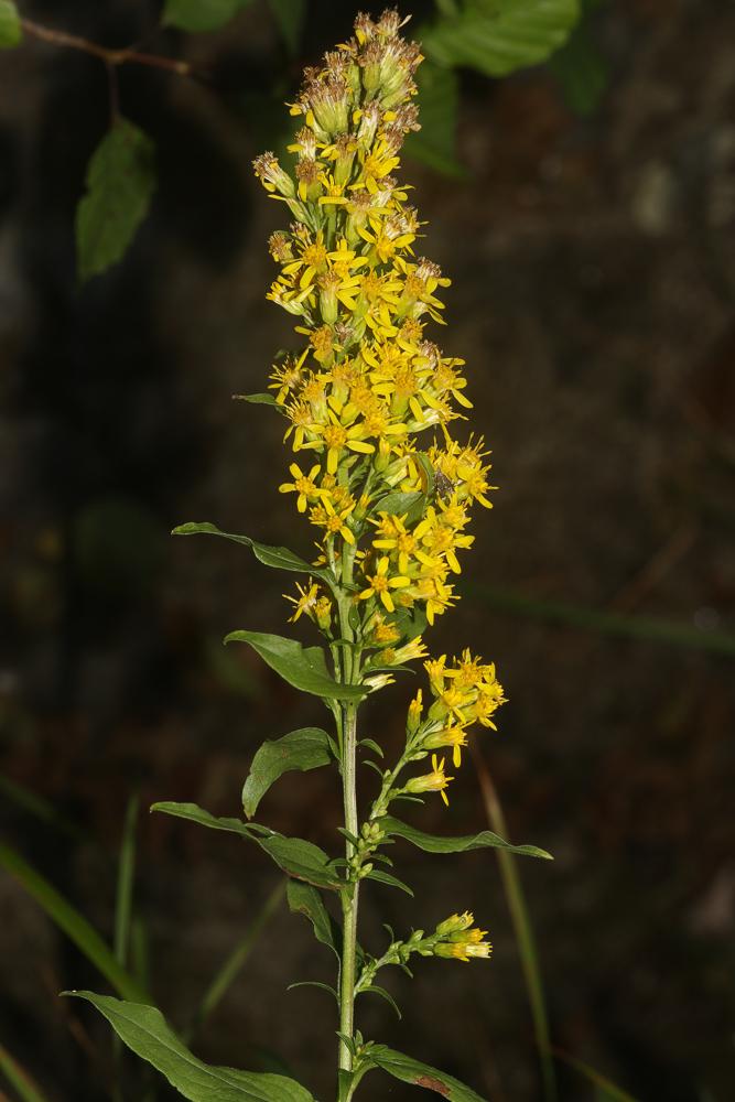 Solidage verge d'or, Herbe des Juifs Solidago virgaurea L., 1753