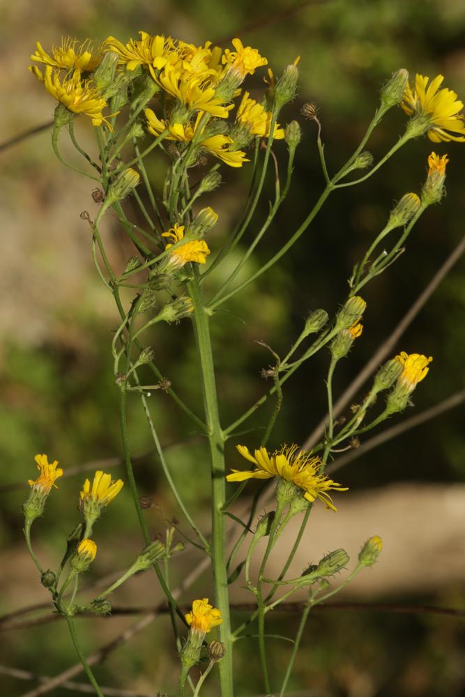 Épervière en ombelle, Accipitrine Hieracium umbellatum L., 1753