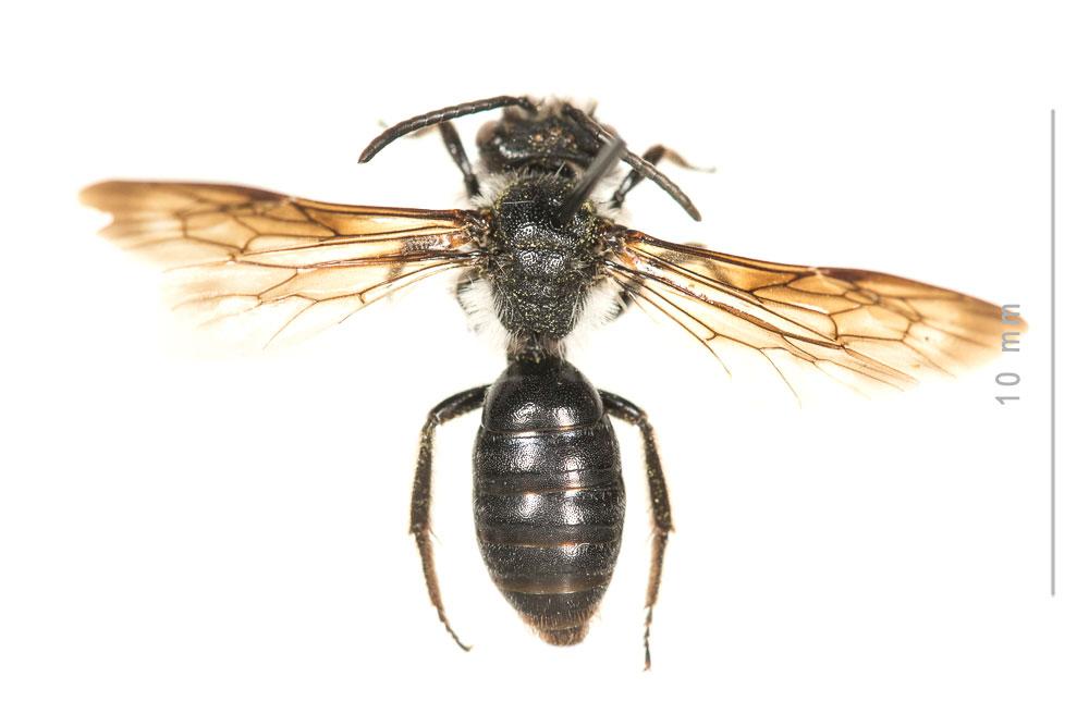 Andrena asperrima Pérez, 1895