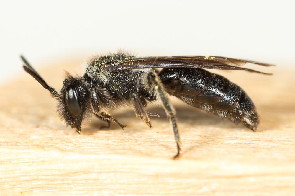 Andrena asperrima Pérez, 1895