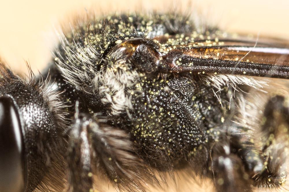 Andrena asperrima Pérez, 1895