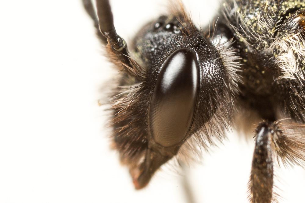 Andrena asperrima Pérez, 1895
