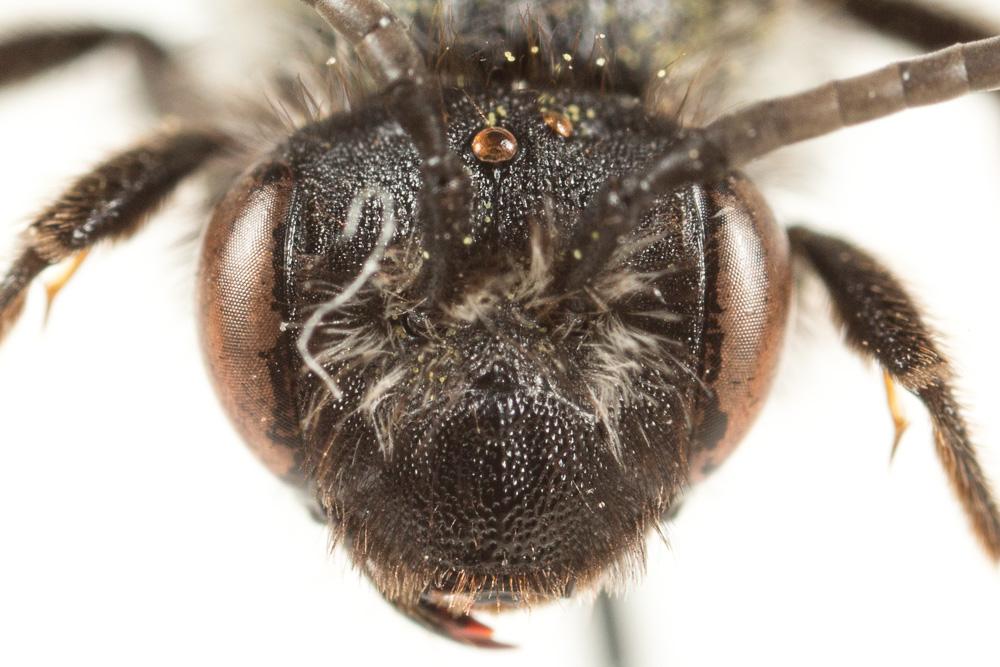 Andrena asperrima Pérez, 1895