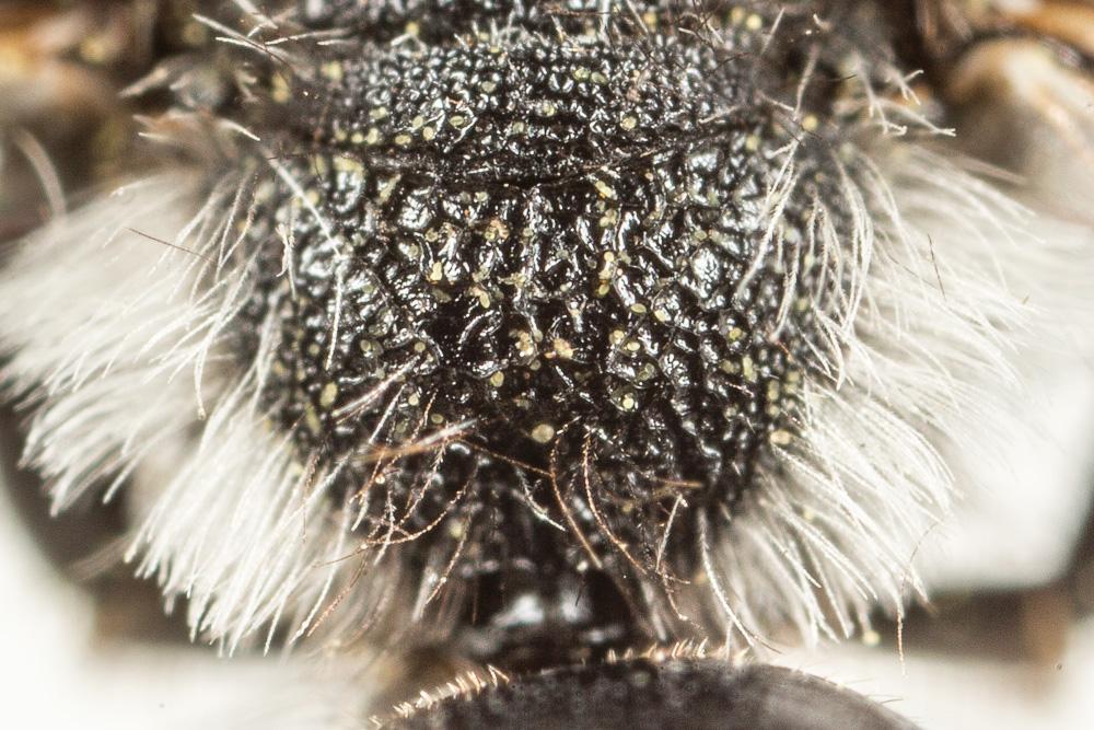 Andrena asperrima Pérez, 1895