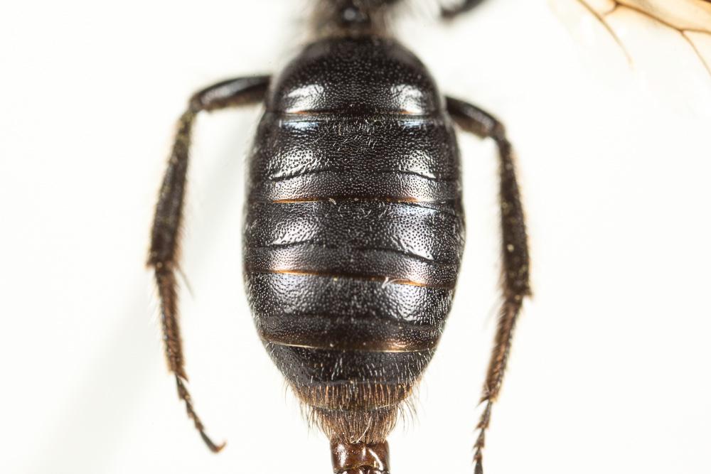  Andrena asperrima Pérez, 1895