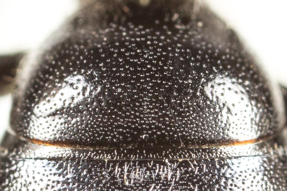 Andrena asperrima Pérez, 1895