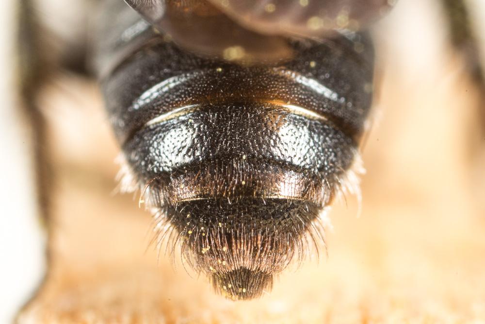 Andrena asperrima Pérez, 1895