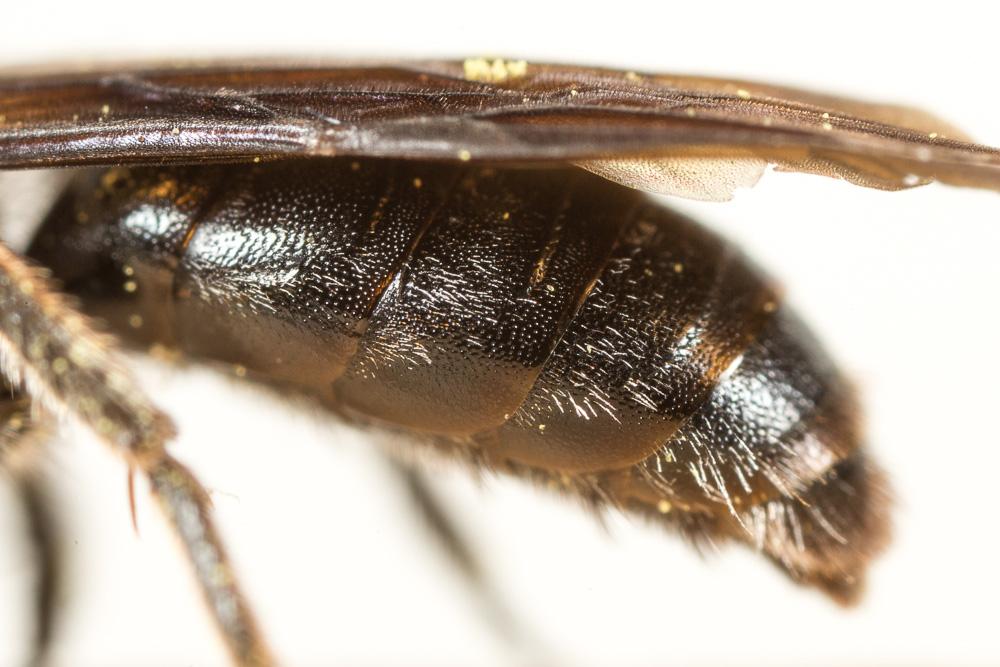 Andrena asperrima Pérez, 1895