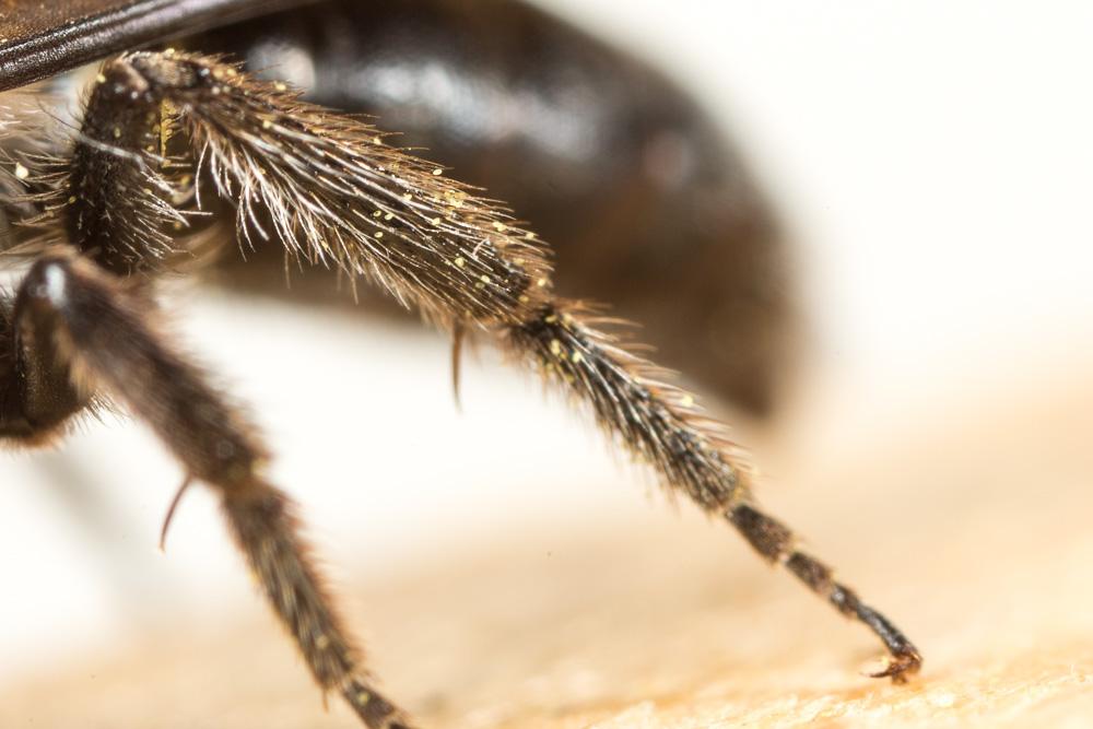  Andrena asperrima Pérez, 1895