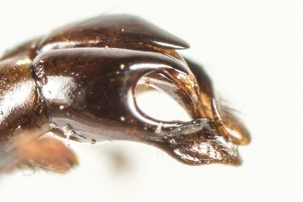  Andrena asperrima Pérez, 1895