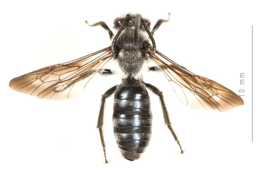 Andrena agilissima (Scopoli, 1770)