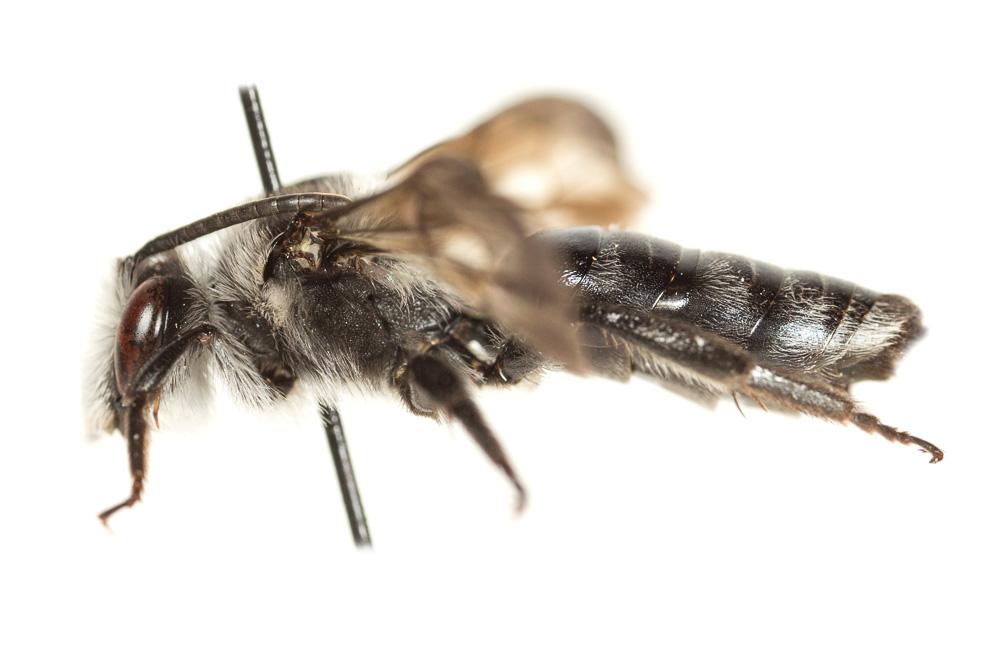 Andrena agilissima (Scopoli, 1770)