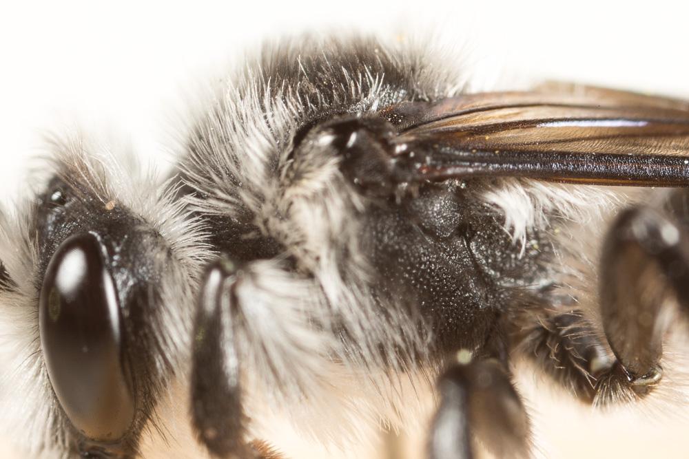 Andrena agilissima (Scopoli, 1770)