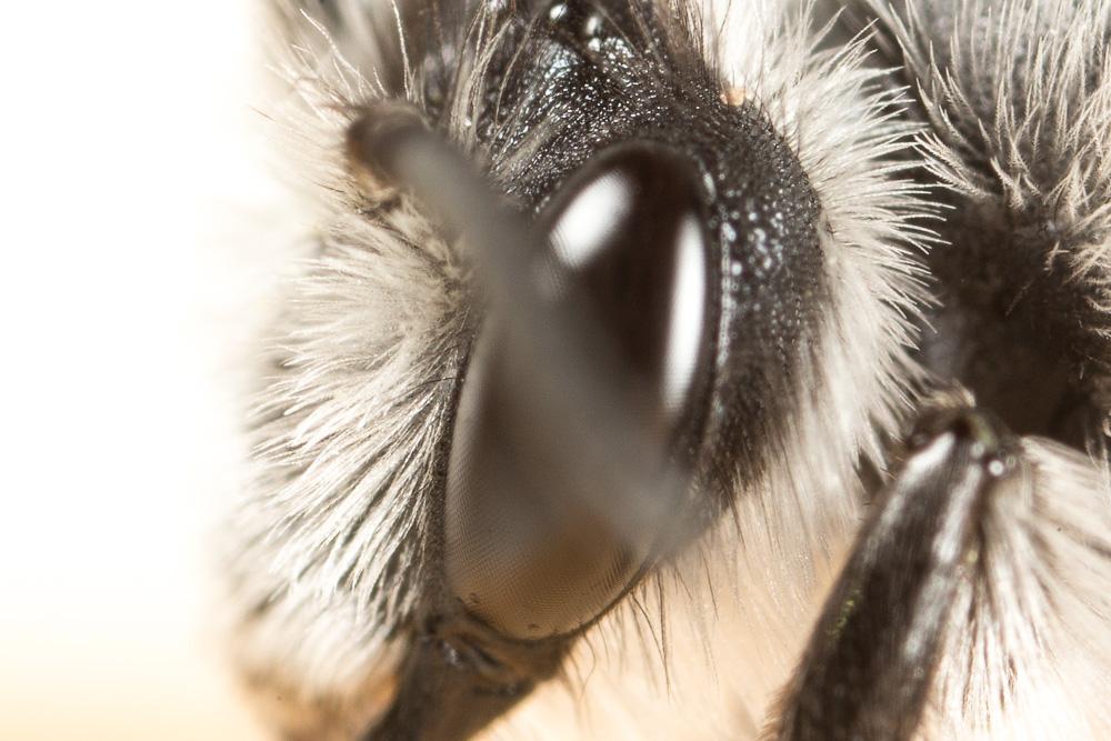 Andrena agilissima (Scopoli, 1770)