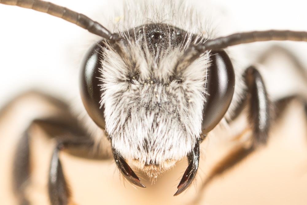 Andrena agilissima (Scopoli, 1770)