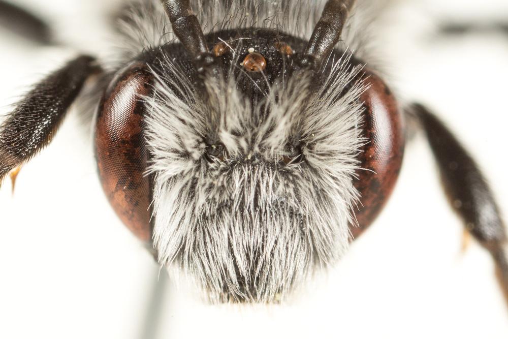 Andrena agilissima (Scopoli, 1770)