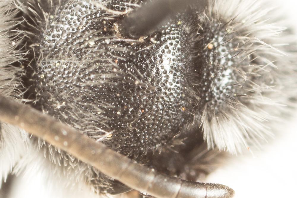 Andrena agilissima (Scopoli, 1770)