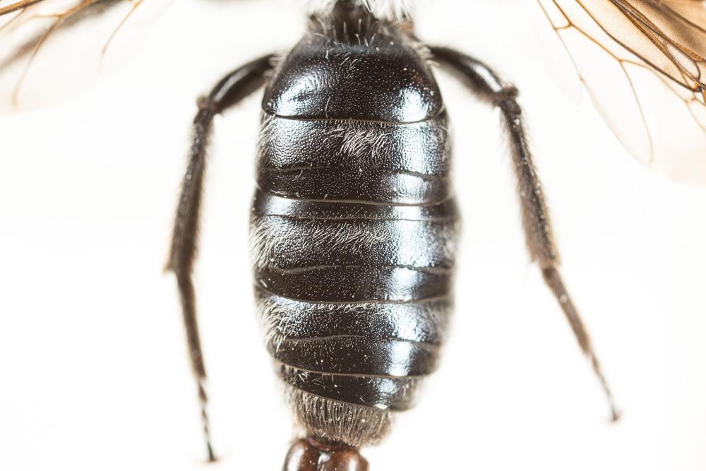 Andrena agilissima (Scopoli, 1770)
