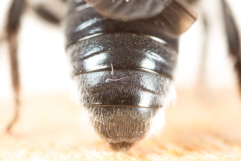 Andrena agilissima (Scopoli, 1770)