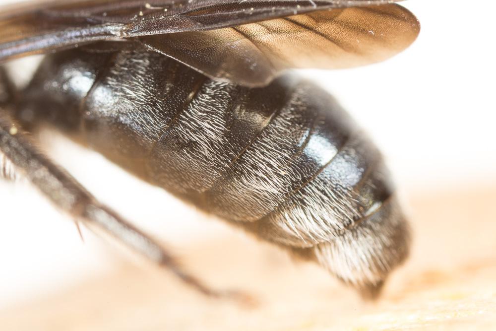 Andrena agilissima (Scopoli, 1770)