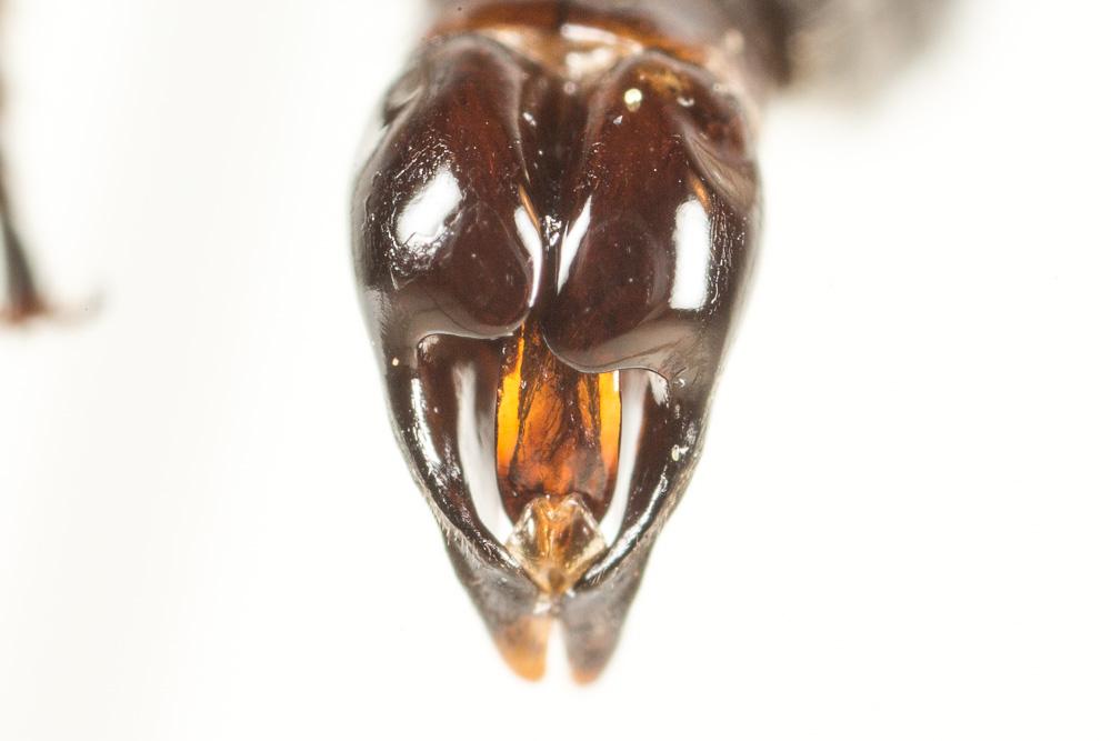 Andrena agilissima (Scopoli, 1770)