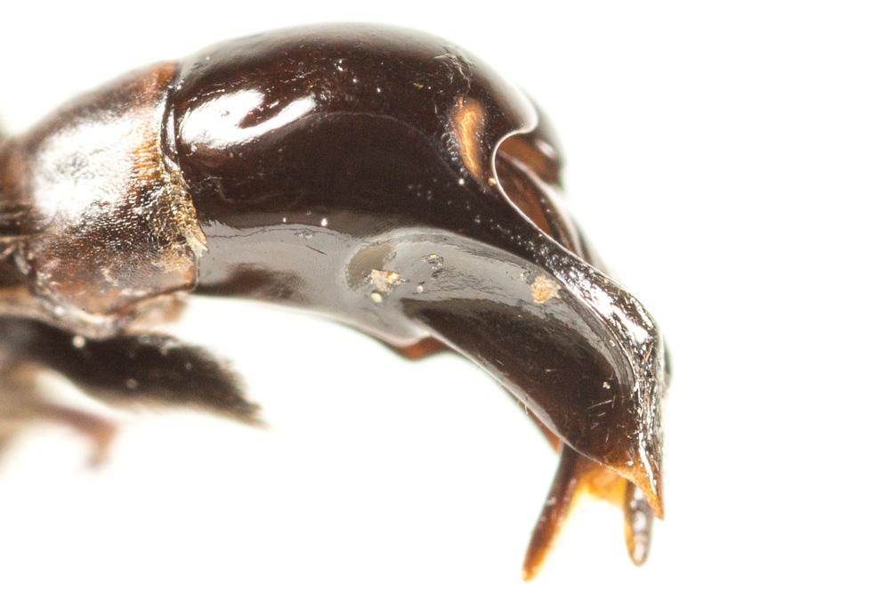 Andrena agilissima (Scopoli, 1770)