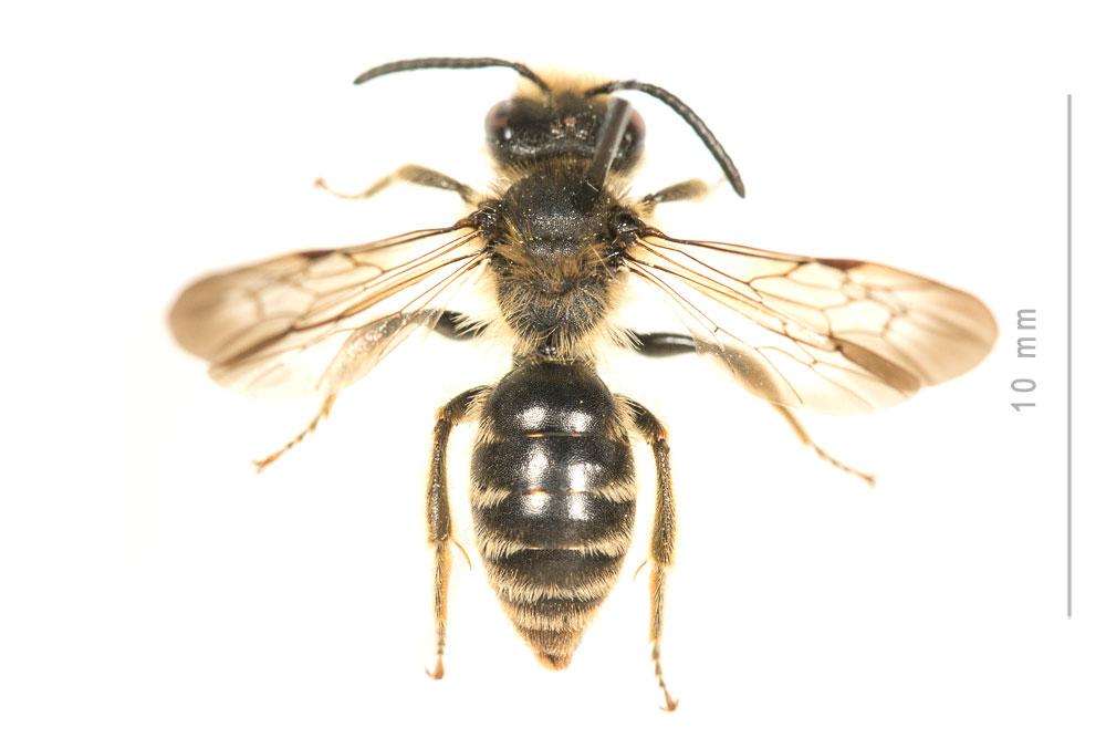 Andrena pandellei Pérez, 1895
