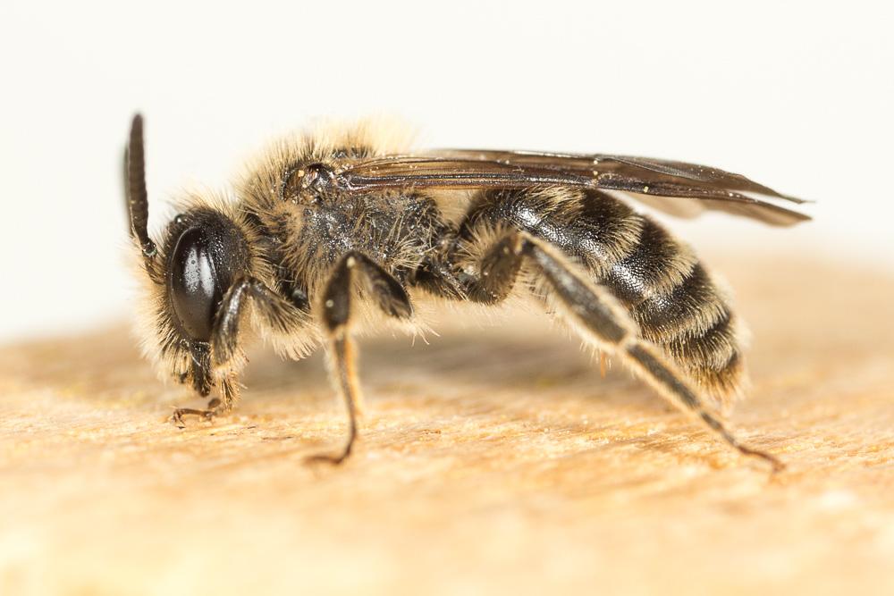 Andrena pandellei Pérez, 1895