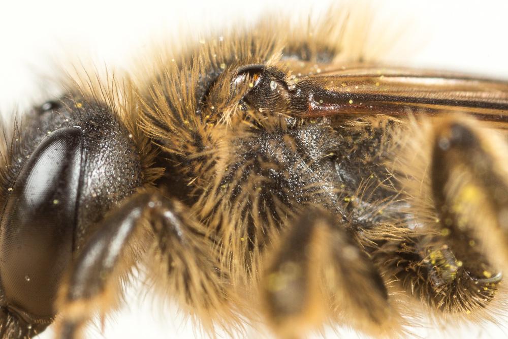 Andrena pandellei Pérez, 1895
