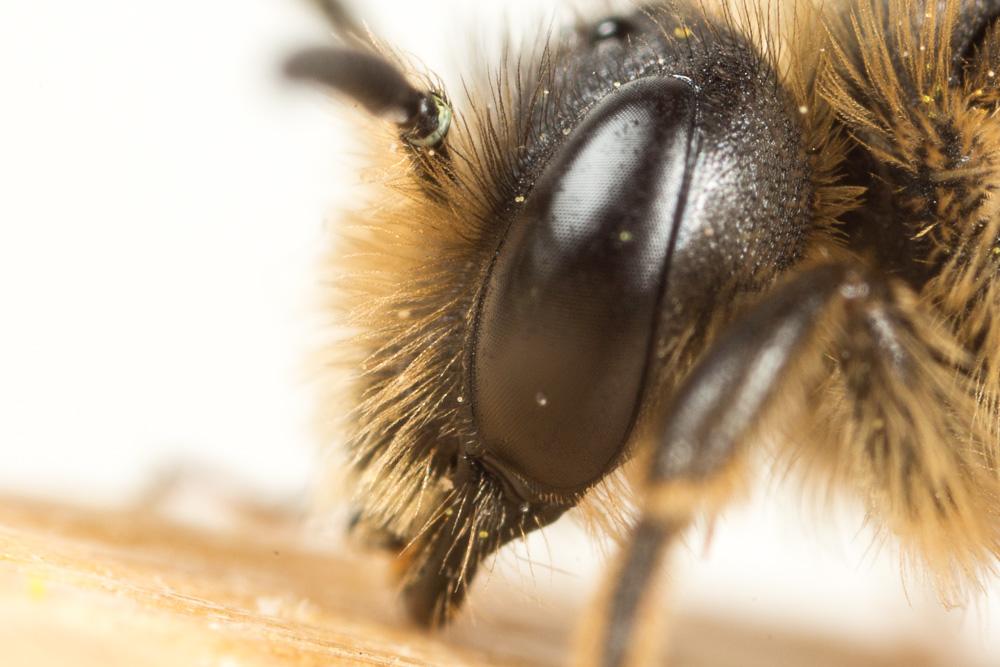 Andrena pandellei Pérez, 1895