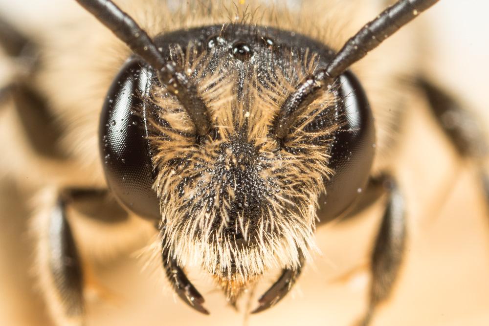 Andrena pandellei Pérez, 1895