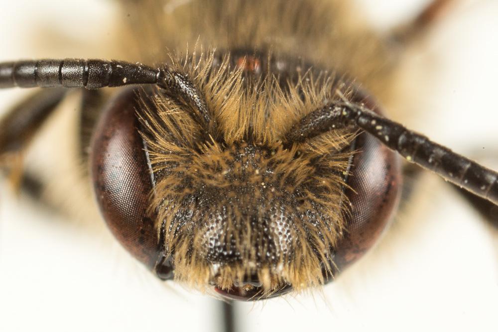 Andrena pandellei Pérez, 1895