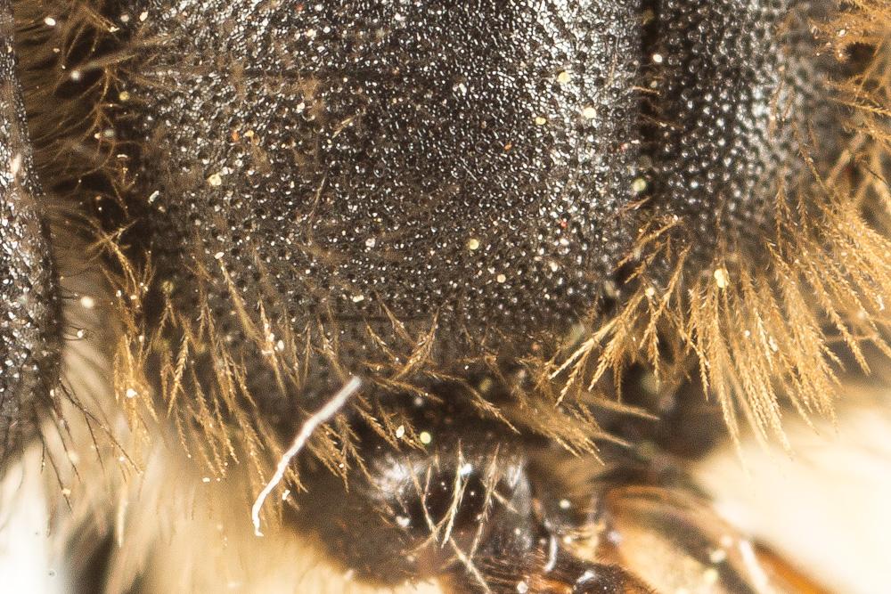 Andrena pandellei Pérez, 1895