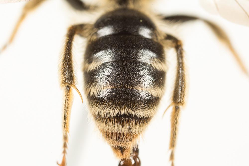  Andrena pandellei Pérez, 1895