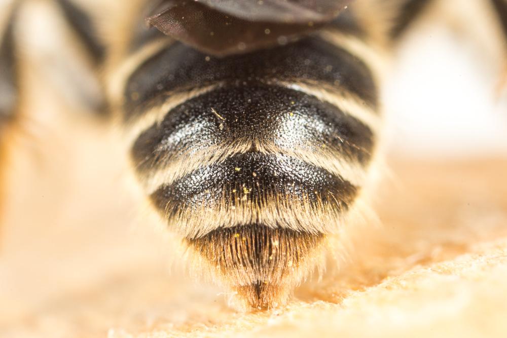  Andrena pandellei Pérez, 1895