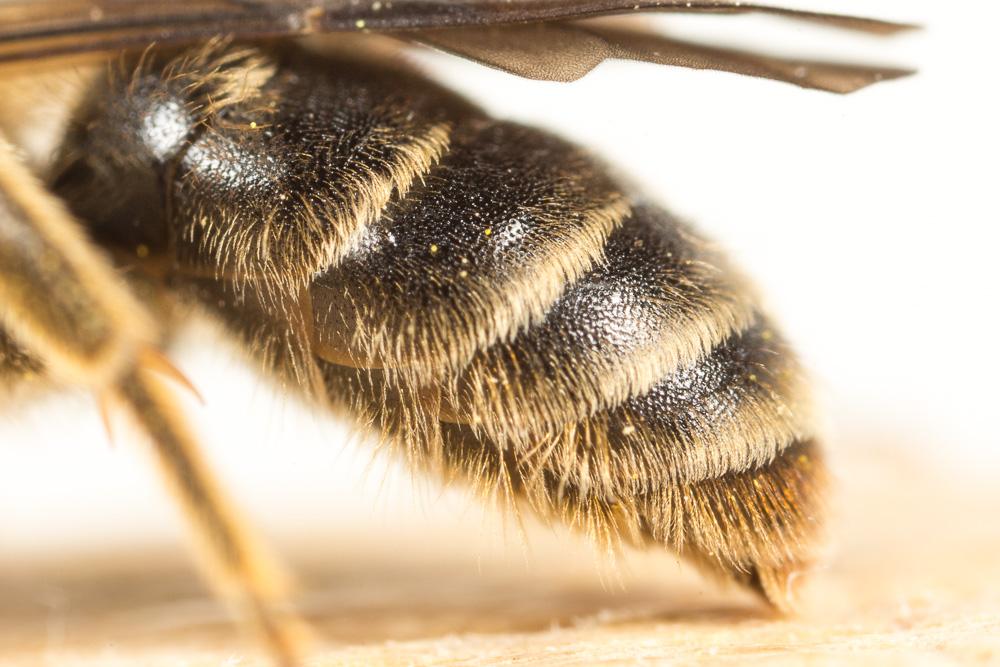  Andrena pandellei Pérez, 1895