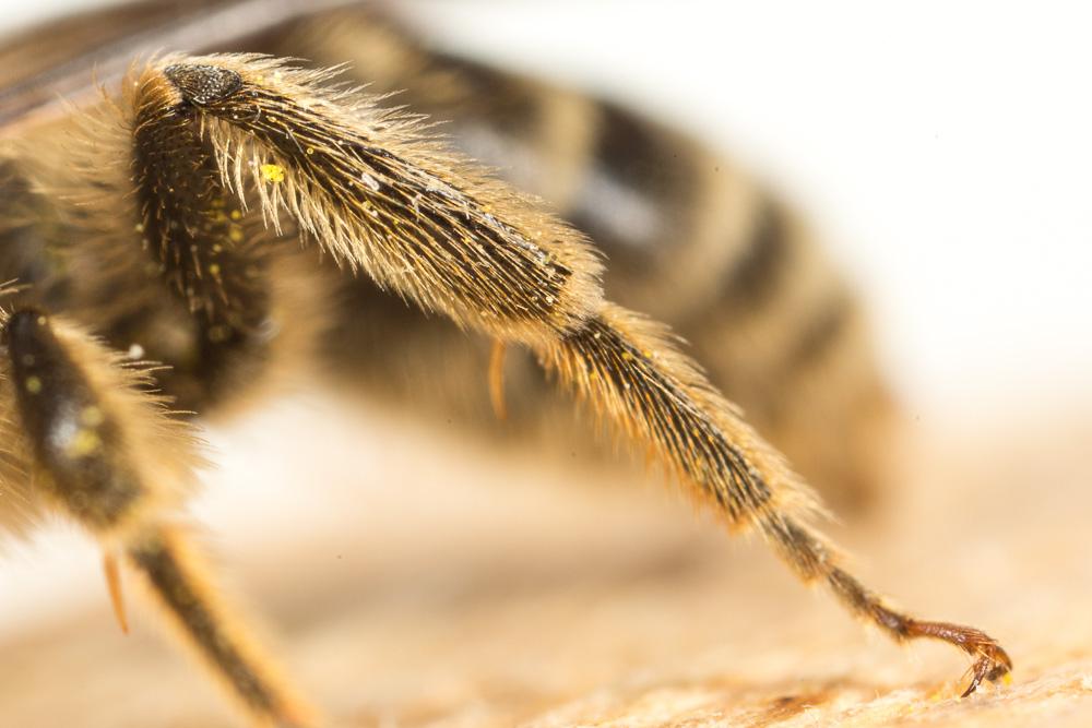 Andrena pandellei Pérez, 1895