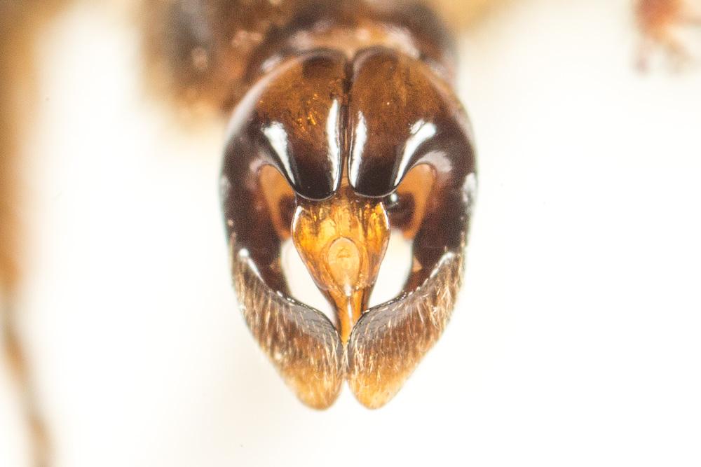 Andrena pandellei Pérez, 1895