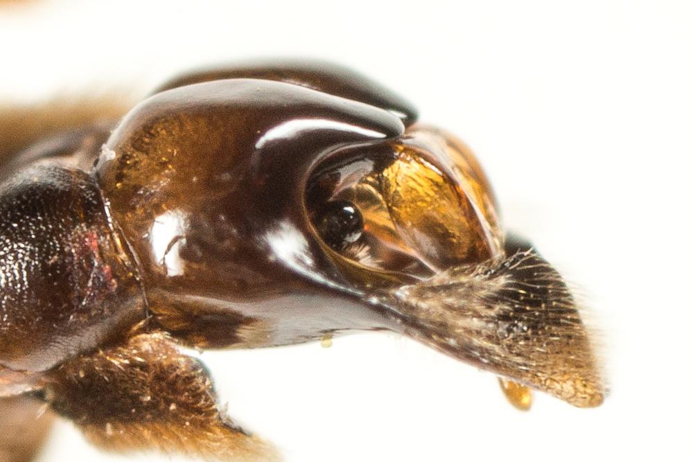 Andrena pandellei Pérez, 1895