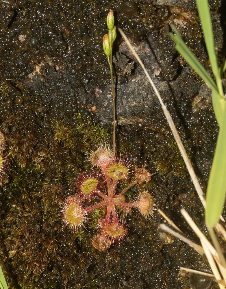 Rossolis à feuilles rondes Drosera rotundifolia L., 1753