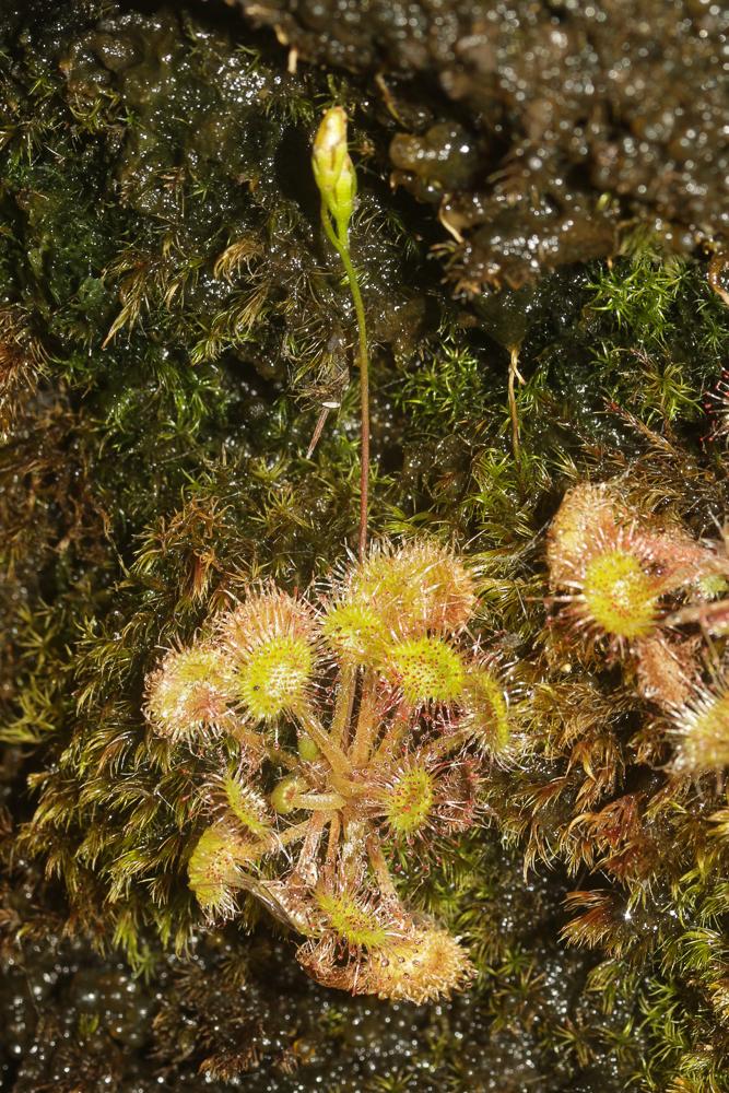 Rossolis à feuilles rondes Drosera rotundifolia L., 1753