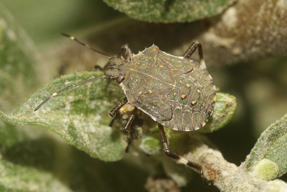 Punaise diabolique Halyomorpha halys (Stål, 1855)